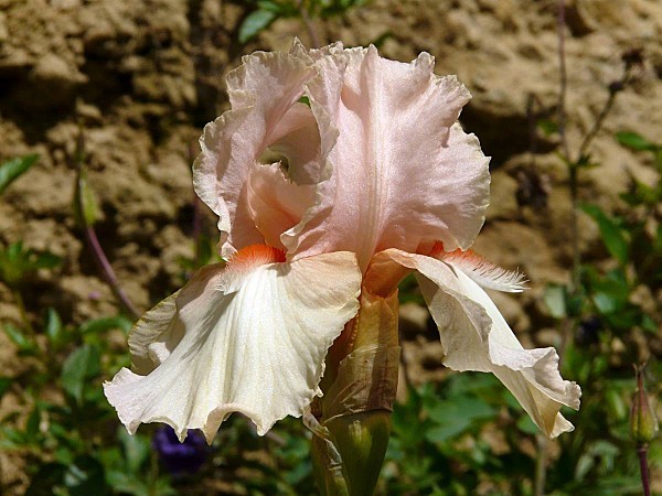 Iris---Blanc-rose-et-orange-02.jpg
