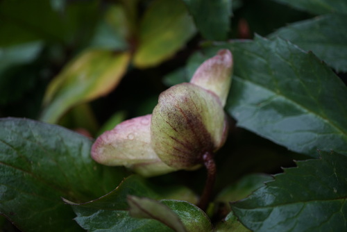 Helleborus Nigerscors Candy Love