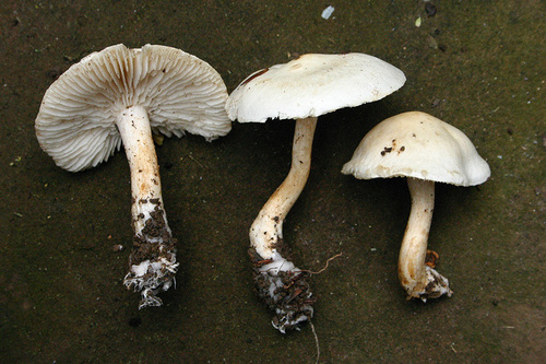 Tricholoma album