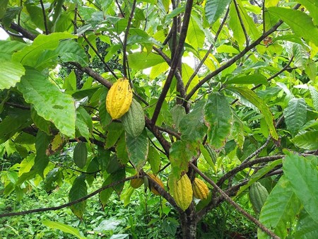 Fruits et légumes qui poussent d’une façon que vous n’imaginiez pas