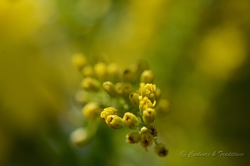 Bouquet de printemps