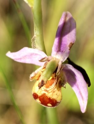 ophrys-abeille3.JPG