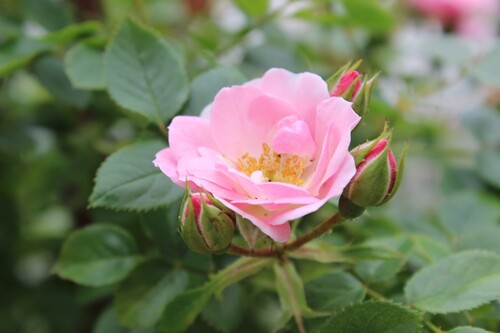 Portes ouvertes du 10,11 et 12 juin 2016: 'Au fil des Roses'-La Rose du Petit Prince