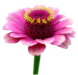 Tubes Fleurs - Divers
