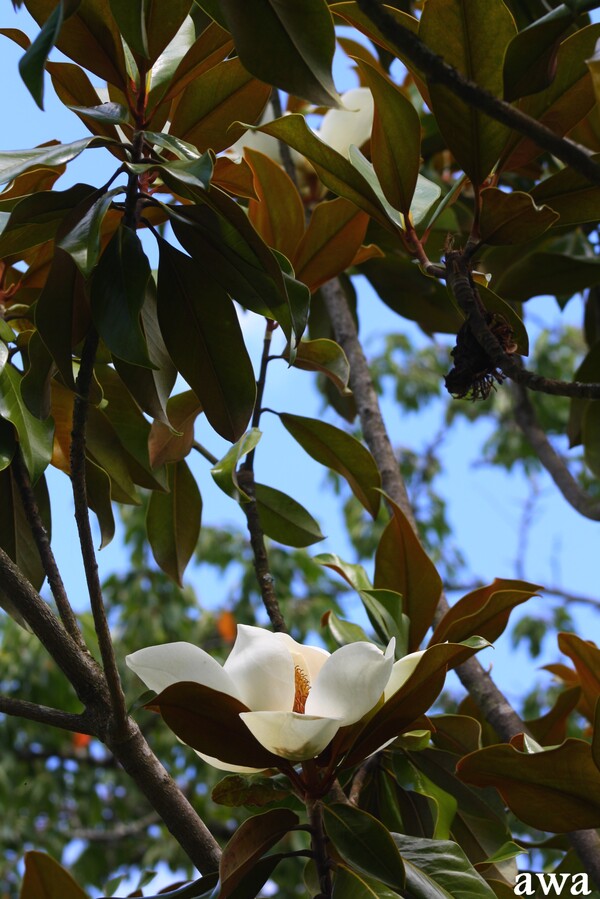 Belles fleurs de fin juin.