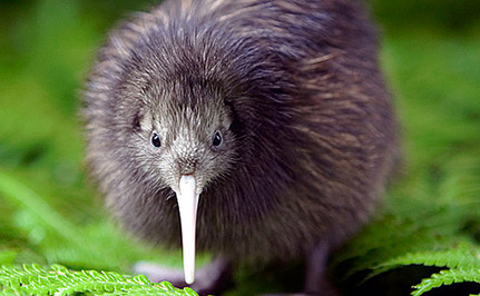 kiwi-oiseau