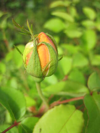 rose jaune ' Graham Thomas ' de David Austin