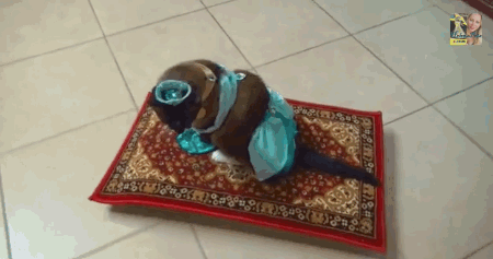 Cat Dresses As Princess Jasmine, Rides Magic Carpet-Roomba For Your  Entertainment | Tapis volant