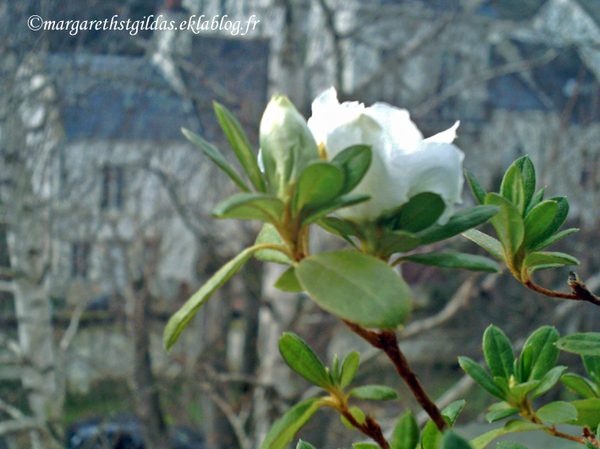 Une azalée en hiver - An azalea in winter