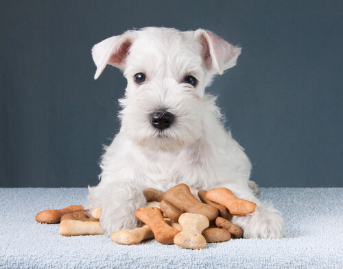 Cakes For Dogs