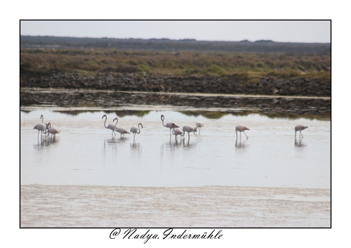 Flamand rose