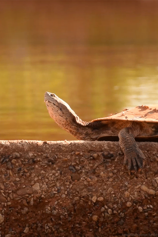headlikeanorange:
â Pond turtle in Parque da Cidade, BrasÃ­lia, Brazil
â