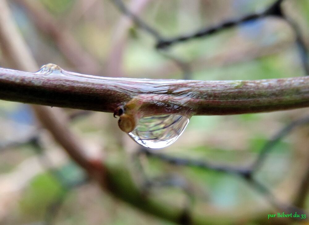 avec la pluie il y a des ...