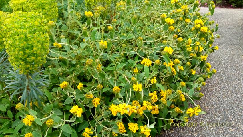 Phlomis fruticosa - Sauge de Jérusalem