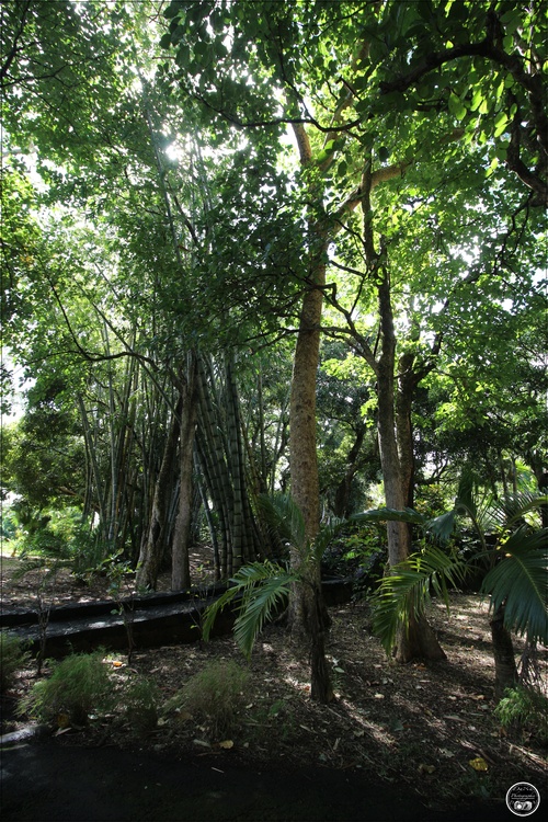 Jardin botanique de Pamplemousse