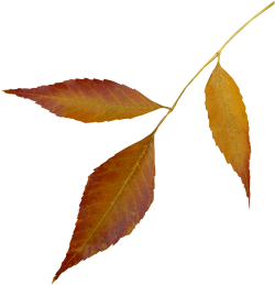Tubes png feuilles
