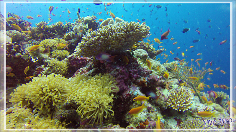 Des coraux mous, des coraux durs, oui des coraux partout ! Et des poissons par milliers ... - Kuda Faru Thila - Atoll d'Ari - Maldives