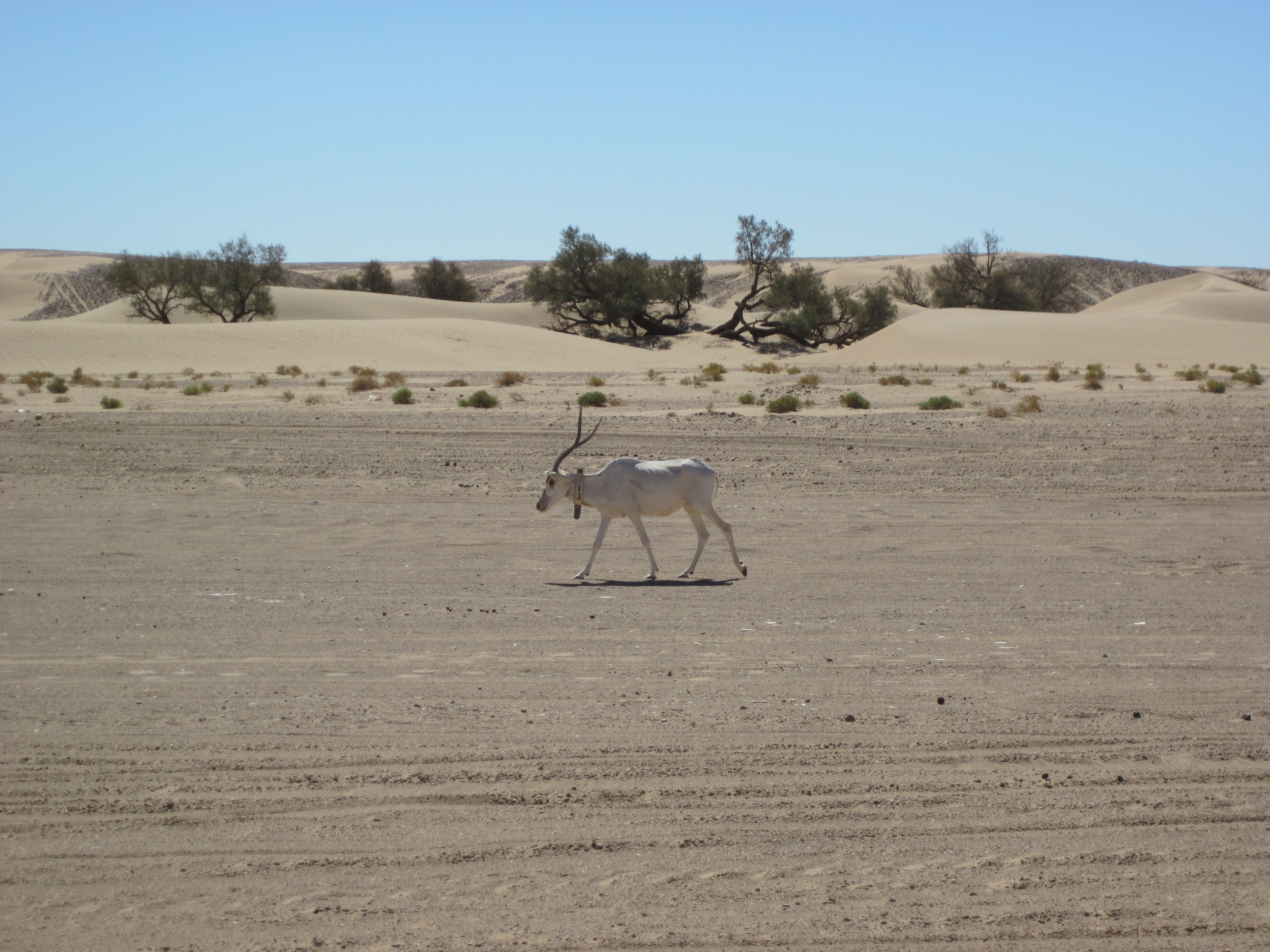 Well rencontre improbable avec des addax