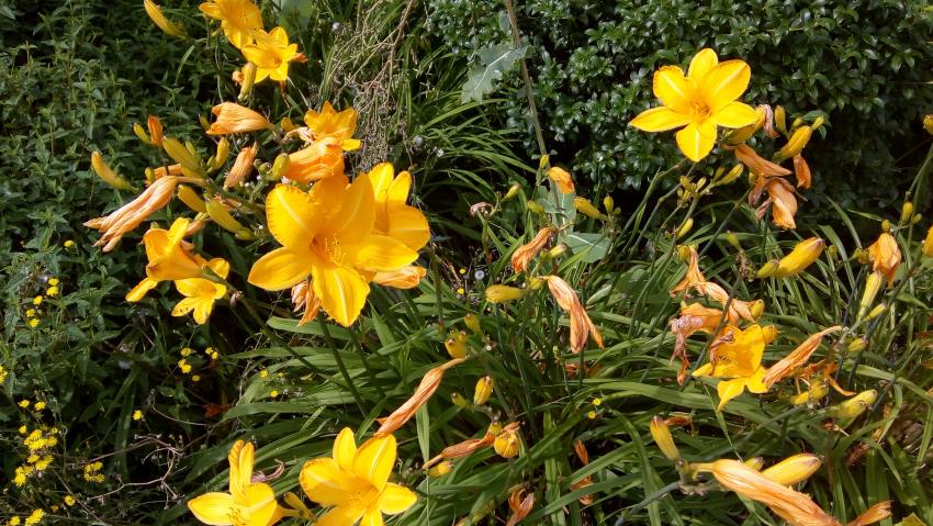 des plantes magnifiques (Acanthes et hémérocalles)