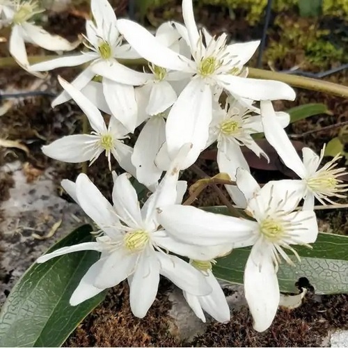 Clématite d'Armand Clematis armandii.jpg