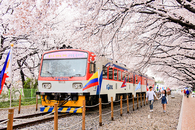 story life cherry blossoms trains 