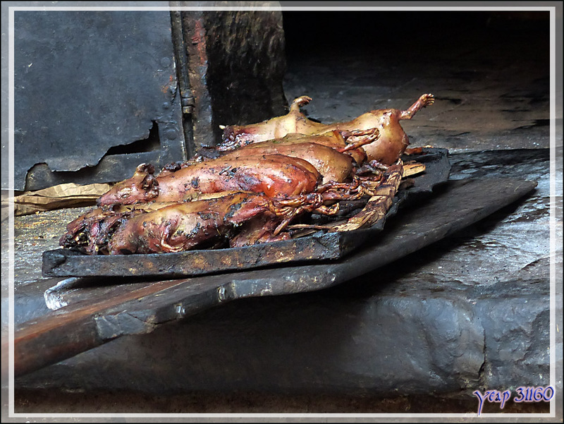 Au restaurant : des cuys (cobayes) cuits à Pisac - Pérou