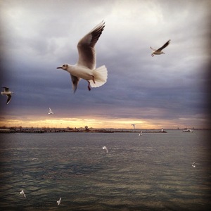Seagull & Sunset