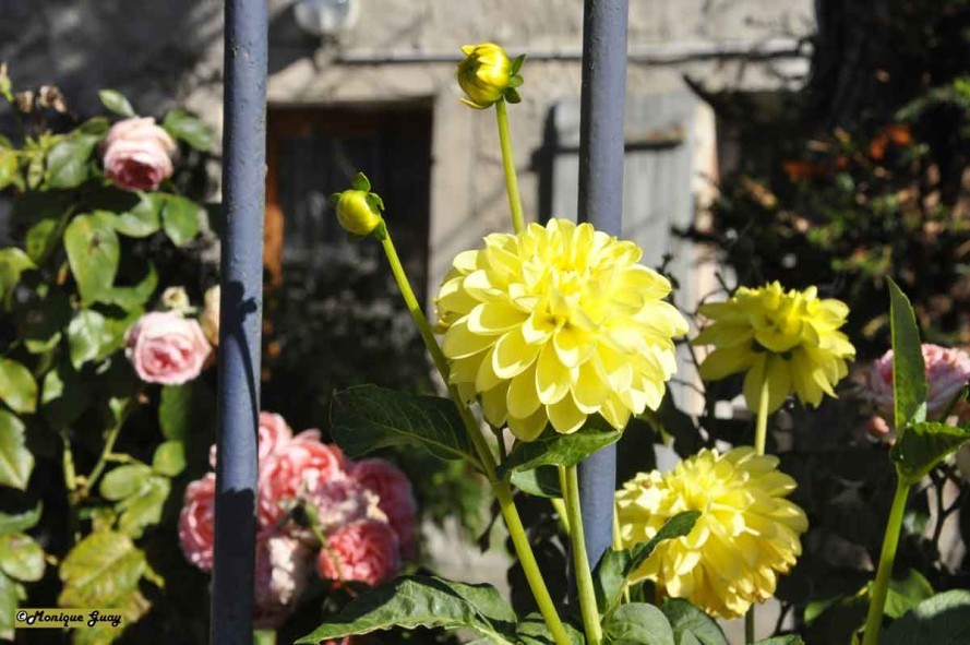 DSC9416-pivoine-jaune