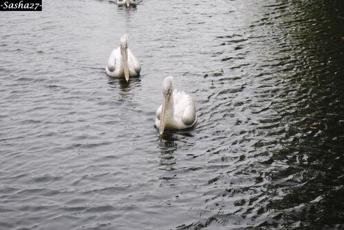 Pélicans Frisés