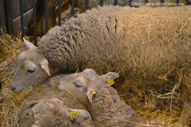 28 février 2012 Moutons Salon de l'Agriculture 2