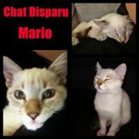 Chats retrouvés
