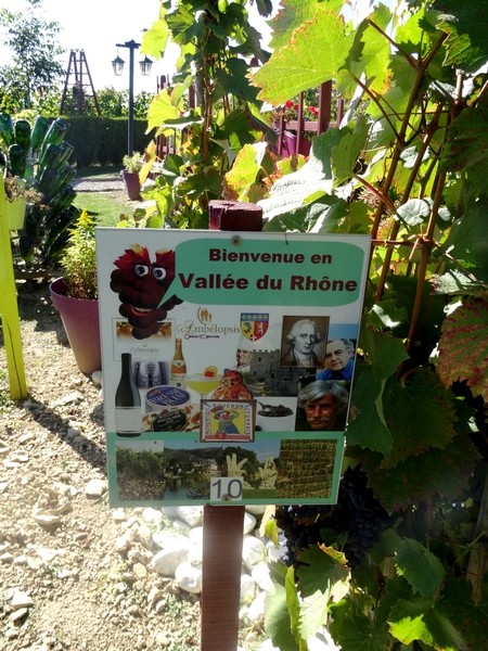 Le jardin de Bacchus à Massingy