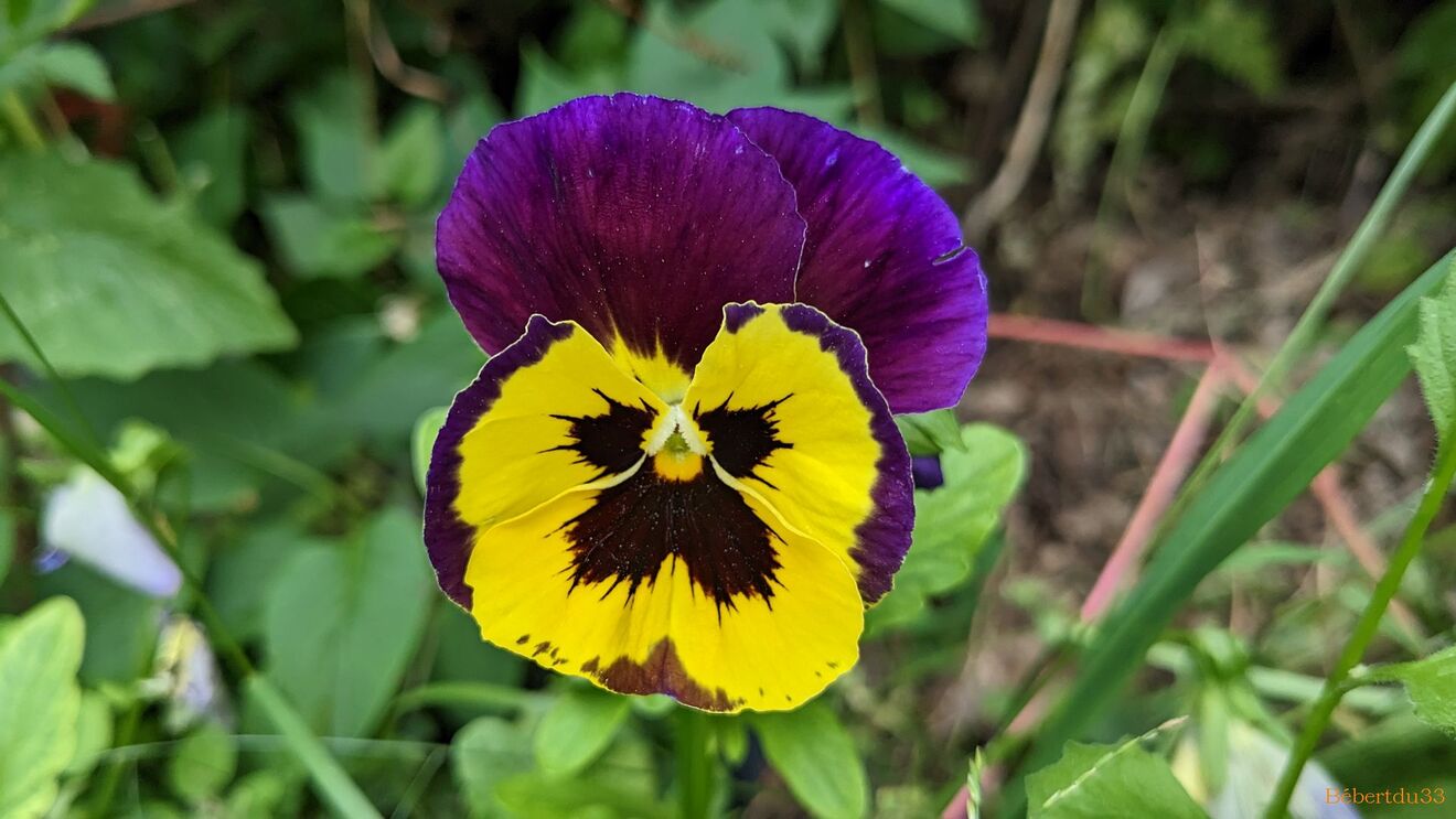 Nos fleurs du jardin 