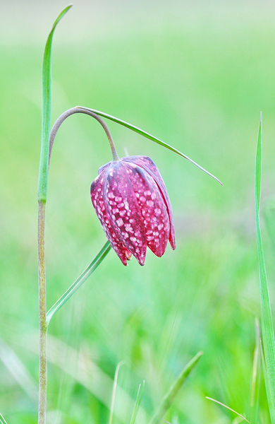 Dimanche Fleuri ...