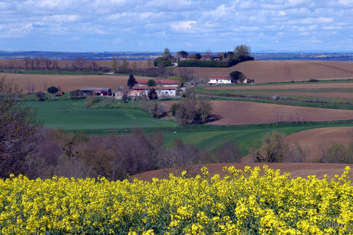 Lauragais : colza & paysages