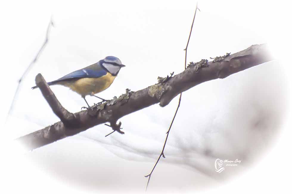 Mésange bleue