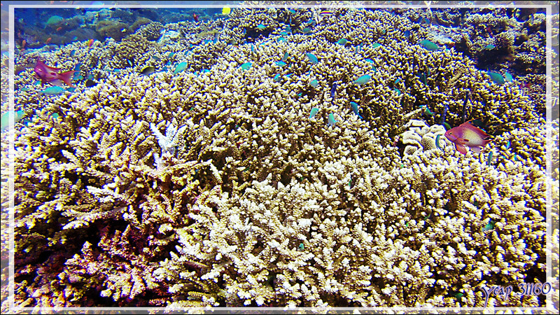 Chromis bleu-vert ou Demoiselle verte ou Castagnole bleu-vert, Bluegreen chromis (Chromis viridis) - Athuruga Reef - Atoll d'Ari - Maldives