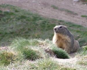 Marmotte - Queyras - Pic Château-Renard