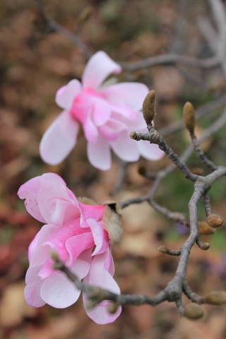 Magnolia loebneri Leonard Messel, des étoiles roses.