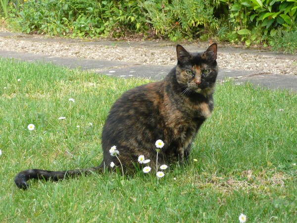 La chatte aux pâquerettes