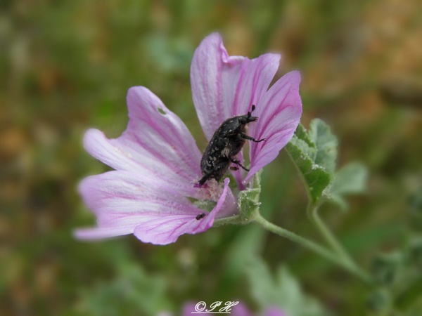 Cétoine hérissée sur une Mauve