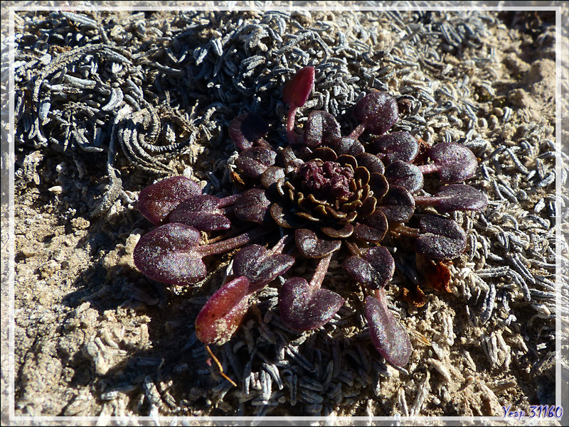 Plante inconnue - Jesse Harbour - Banks Island - Territoires du Nord-ouest - Canada