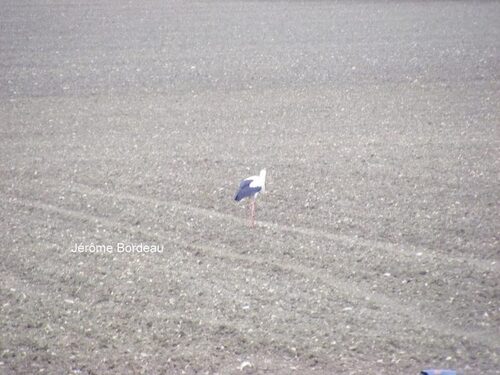 Cigogne à Courban