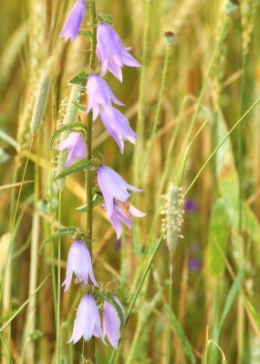 campanule-fausse-raiponce.JPG