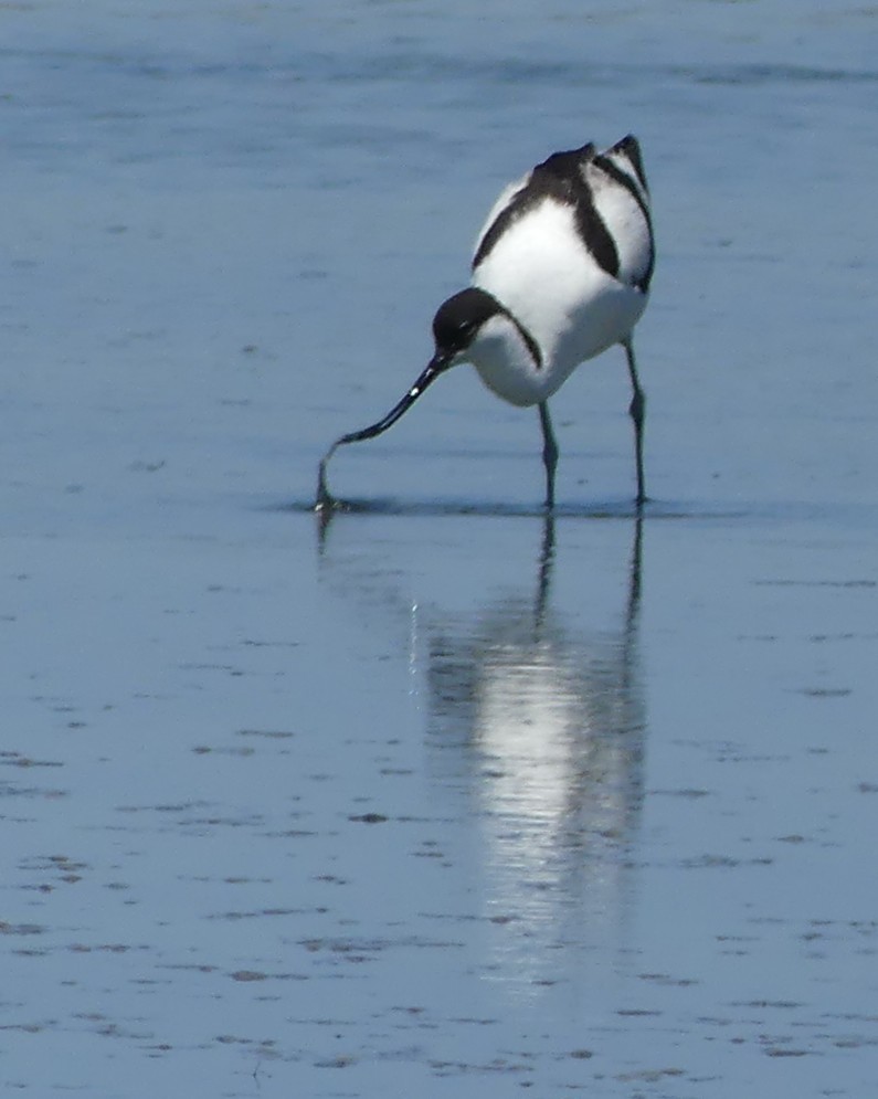 Les avocettes élégantes au Parc du Teich...