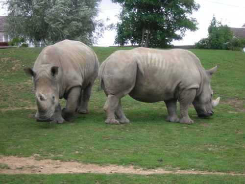 PARC ZOOLOGIQUE DE BEAUVAL EN SOLOGNE