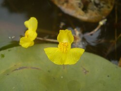 Utricularia tenuicaulis Fleurs.JPG