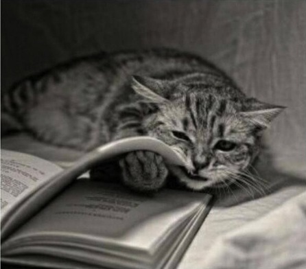 Des chats et des livres