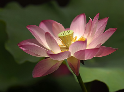 bouddha