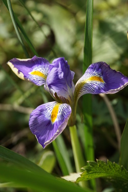 Iris